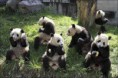 /album/fotogaleria/pandilla-panda-jpg/